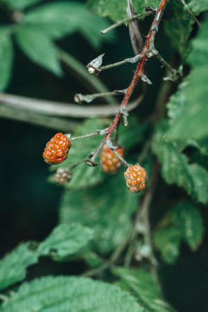 Closeup macro of ripe wild red raspberry hanging on branch with green leaves in forest woods.の写真素材