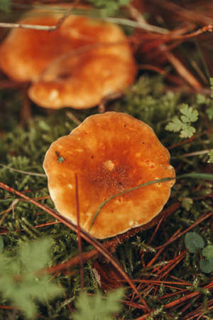 Macro of beautiful small red yellowhedgehog  mushroom in autumn forest grass moss. View from top...