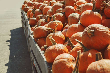 Fresh harvest yellow orange pumpkins in wooden box for sale on farm seasonal market. Raw organic...