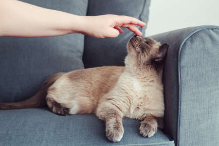 Beautiful colorpoint blue-eyed cat lying on couch sofa. Owner petting touching fluffy hairy domestic pet with blue eyes. Cute adorable feline kitten is stroked by man hand. Person eases stressの写真素材