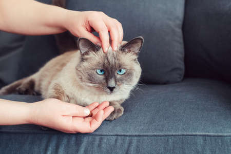 Animal owner feeding cat with dry food granules from his hand palm. Beautiful colorpoint domestic feline animal kitten with blue eyes lying on couch sofa.の写真素材