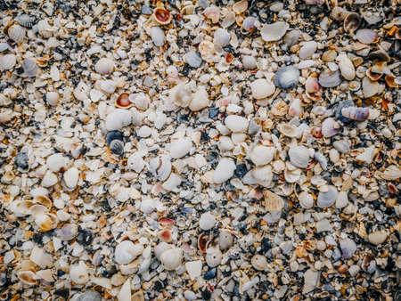 Closeup macro of many different small colorful red yellow blue white seashells on sand beach. Textured natural marine nautical background. Toned with retro vintage filters. の写真素材