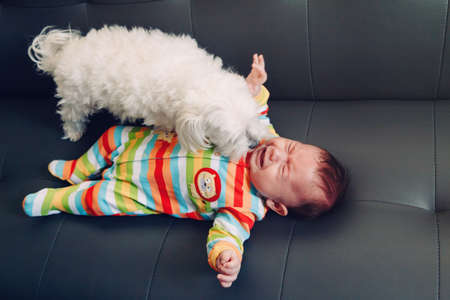 Crying screaming Caucasian baby girl boy lying on bed couch with white dog by his side. Natural emotion expression. Candid childhood lifestyle. Relationships of domestic animal pet and childの写真素材
