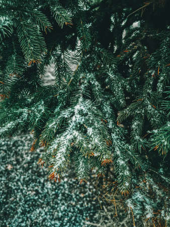 Green pine tree branches with needlescovered with snow on snowy winter cold day outside outdoors....