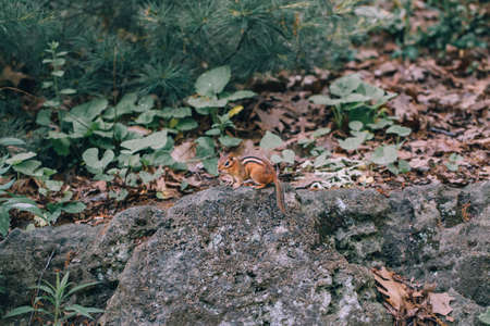Cute small striped yellow brown chipmunk ground squirrel sitting on stone rock in autumn forest among trees, leaves and plants. Natural wild animal mimicry coloration phenomenon in nature environment.の写真素材