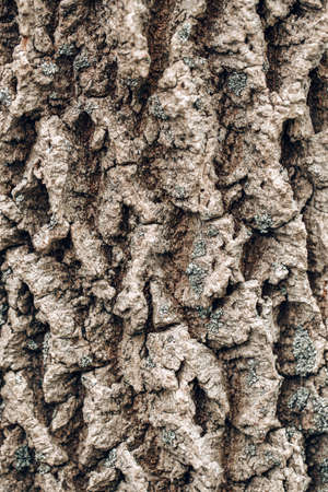 Closeup macro detail of old aged beautiful oak maple tree bark barque. Natural wooden textured...