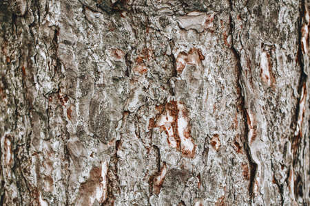 Closeup macro detail of old aged beautiful oak maple tree bark barque. Natural wooden textured...