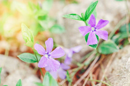 Beautiful macro of purple wild violet flowers with green leaves. Toned with retro vintage filters. Pale light faded pastel tones. Artistic amazing spring nature. Natural floral background.の写真素材