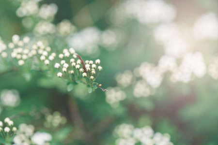 Beautiful macro of white small wild apple flowers and buds on tree branches. Pale light faded pastel tones. Artistic amazing spring nature. Natural floral background with copyspaceの写真素材