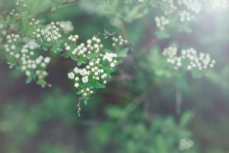 Beautiful macro of white small wild apple flowers and buds on tree branches. Pale light faded pastel tones. Artistic amazing spring nature. Natural floral background with copyspaceの写真素材
