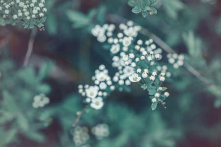 Beautiful macro of white small wild apple flowers and buds on tree branches. Pale light faded pastel...