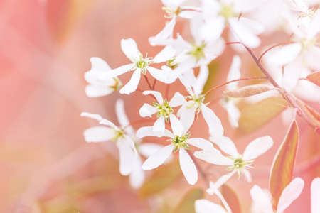 Beautiful macro of white small wild flowers on tree bush branches against red pink background. Pale...