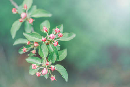 Beautiful macro of pink red small wild apple cherry buds on tree branches with light green leaves. Pale faded pastel tones. Amazing spring nature. Natural floral background with copyspace.の写真素材