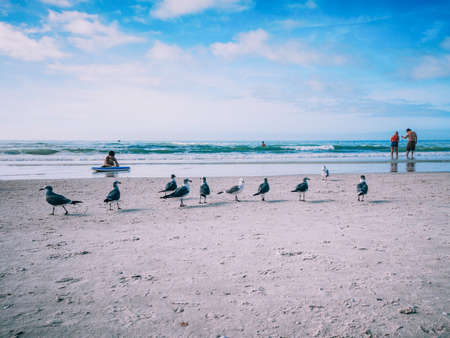 Clearwater, Florida, USA - December 29, 2018: Typical American Atlantic ocean Gulf of Mexico beach with people and seagull birds. Touristic place landmark. Sunny day with blue sky.のeditorial素材
