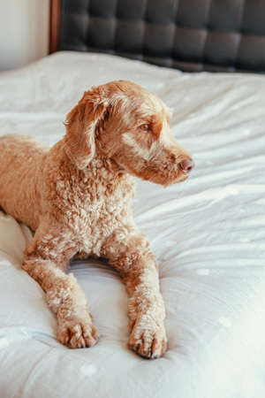 Cute adorable fluffy red-haired pet dog lying on clean bed in bedroom at home. Sad upset domestic animal poodle goldenhoodle terrier sitting on bedroom furniture looking away waiting foer owner.の写真素材