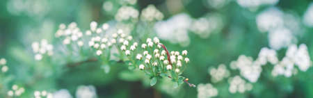 Beautiful macro of white small wild apple flowers and buds on tree branches. Pale light faded pastel tones of nature. Natural floral background with copyspace. Web banner header for website.の写真素材