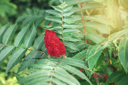 Beautiful macro of red staghorn sumac flower on green plant branches leaves. Sun light from above....