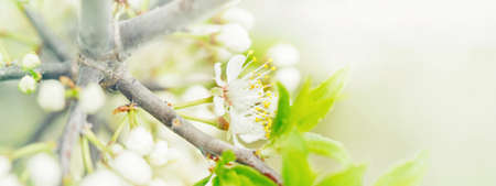 Beautiful macro of white small wild apple flowers on tree branches with green leaves. Amazing spring nature. Natural floral background. Web banner header for website.の写真素材