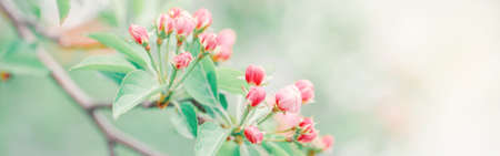 Beautiful macro of pink red wild apple cherry buds on tree branches with light green leaves. Natural floral background with copyspace. Banner header for website. Pale faded pastel colours.の写真素材