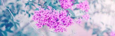 Beautiful pink purple lilac flowers on blurry background with bokeh. Natural web banner header for website. Toned with pastel faded retro filters and light sun flare. Macro closeup nature pattern.の写真素材