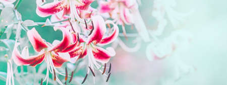 Beautiful colorful tiger lily flowers with green leaves on blurry background bokeh. Toned with filters and light leak. Web banner header for website. Macro closeup nature pattern.の写真素材