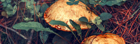 Macro of beautiful small red yellow mushroom in autumn forest grass moss. View from top above. Fungus boletus in wood. Sunny day in country rural are. Web banner header for websiteの写真素材
