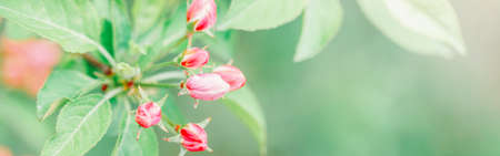 Beautiful macro of pink red wild apple cherry buds on tree branches with light green leaves. Natural floral background with copyspace. Banner header for website. Pale faded pastel colours.の写真素材