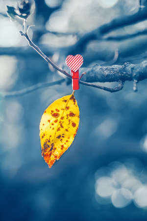 Yellow autumn fall leaf pinned with red clothespin to tree branch. Artistic amazing beautiful nature...