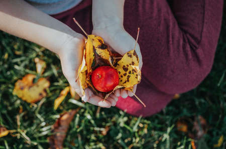 Closeup of child hands palms holding small red ripe apple with autumn yellow leaves. Fall fresh harvest concept. Toned with retro vintage hipster filters. View from top above.の写真素材
