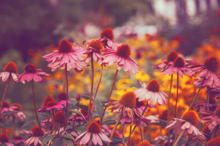 Beautiful fairy dreamy magic pink echinacea purpurea, eastern purple hedgehog coneflower flowers on faded blurry background. Dark art moody floral. Toned with filters in retro vintage style.の写真素材