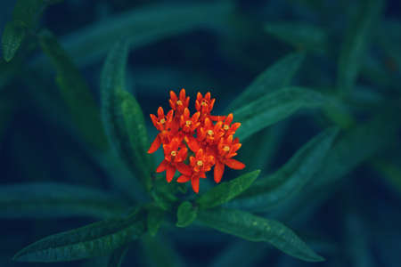 Beautiful fairy dreamy magic orange red asclepias tuberosa or butterfly weed flower on faded blurry green blue background. Dark art moody floral. Toned with filters in retro vintage style.の写真素材