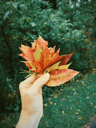 Closeup of human hand palm holding bunch of red orange yellow colorful autumn fall leaves in park outdoor. Seasonal card concept.の写真素材