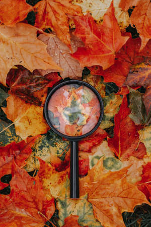 Magnifying glass lying on ground heap of colorful multicolor autumn fall yellow, red and orange maple leaves. Education, learning and back to school concept.の写真素材
