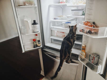 Toronto, Ontario, Canada - September 18, 2019: Cute funny little striped tabby cat sitting in fridge looking for food. Home domestic animal misbehaving in kitchen.の写真素材