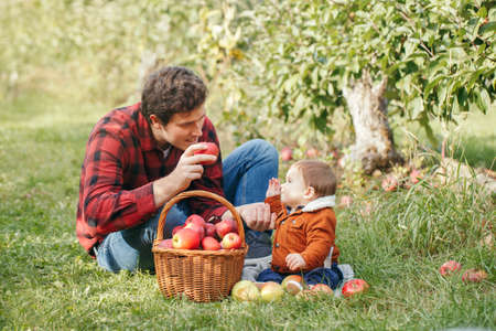 Happy father with baby boy on farm picking apples in wicker basket. Gathering of autumn fall harvest...