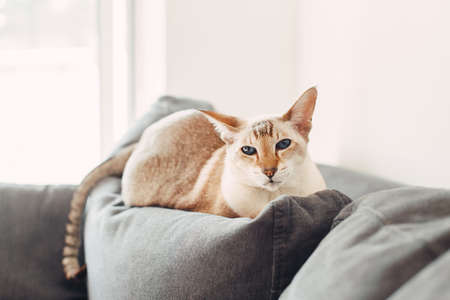 Beautiful colorpoint blue-eyed oriental breed cat lying on couch sofa looking at camera. Fluffy hairy domestic pet with blue eyes relaxing indoors at home. Adorable furry animal feline friend.の写真素材