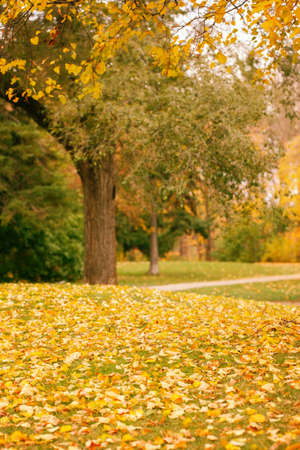Abandoned empty autumn fall park forest with colorful yellow green leaves on trees. Beautiful autumnal season outdoor. Copyspace background for text. の写真素材
