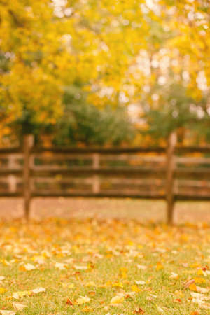 Abandoned empty autumn fall park forest with yellow leaves on trees and wooden fence. Beautiful autumnal season outdoor. Copyspace background for text. Blurry texture wallpaper.の写真素材