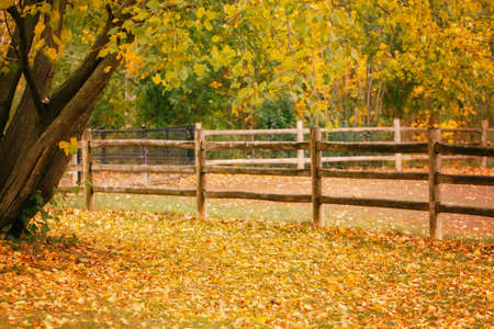 Abandoned empty autumn fall park forest with colorful yellow green leaves on trees and wooden fence. Beautiful autumnal season outdoor. Copyspace background for text. の写真素材