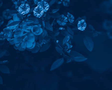 Beautiful fairy dreamy magic flowers with leaves on bush shrub branch. Soft selective focus. Natural eco nature background with copyspace for text. Toned with classic blue 2020 color.の写真素材