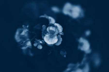 Beautiful fairy dreamy magic flowers on faded blurry background. Natural eco backdrop wallpaper nature with copyspace. Toned with classic blue 2020 color.の写真素材