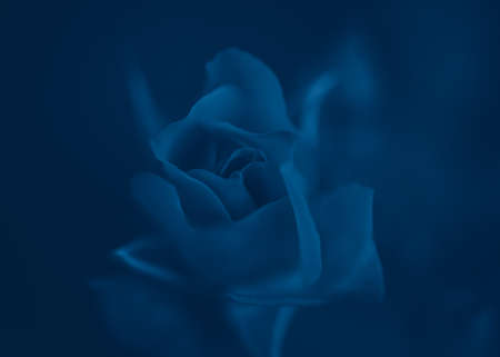 Beautiful fairy dreamy magic rose flower on faded blurry background. Natural eco backdrop wallpaper nature with copyspace. Toned with classic blue 2020 color.の写真素材
