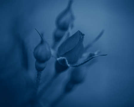 Beautiful fairy dreamy magic rose flower on faded blurry background. Natural eco backdrop wallpaper nature with copyspace. Toned with classic blue 2020 color.の写真素材