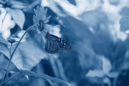 Closeup macro of beautiful amazing monarch butterfly sitting on blooming flower in garden park outside. Toned with classic blue 2020 color. Natural eco animal environmental background texture. 
の写真素材
