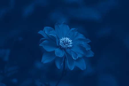 Beautiful fairy dreamy macro of dahlia flower. Dark art moody floral. Toned with classic blue 2020 year color. Natural eco environmental background texture. 
の写真素材