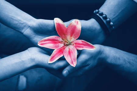 Valentine day  beautiful love concept. Closeup hands of man and woman holding pink red flower lily together. View from top above. Romantic young couple in love. Toned with classic blue 2020 color.の写真素材