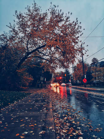 Bad autumn fall rainy weather. Poor visibility on roads. Night evening traffic on city street. Transport car headlights in distance far away. Fallen autumnal yellow leaves on ground sidewalk curb.の写真素材