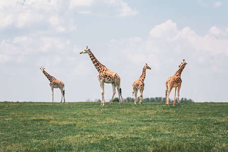 Four tall giraffes standing together in savanna park on summer day. Big exotic African animals walking on meadow looking watching around. Beauty in nature. Wild species in natural habitat.の写真素材