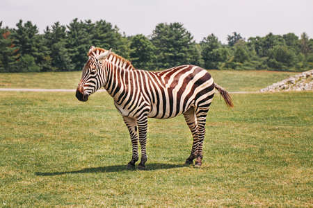 One zebra standing in savanna park on summer day. Exotic African black-and-white striped animal walking in prairie. Beauty in nature. Wild species in natural habitat.の写真素材