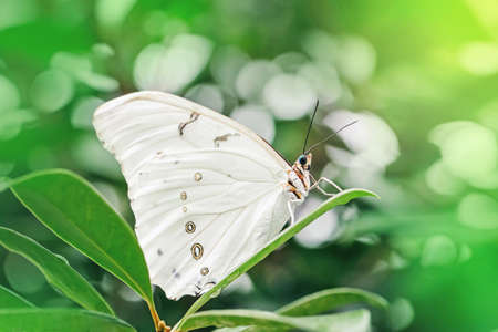 Closeup macro of  Polyphemus white morpho butterfly. Wild beautiful light insect sitting on green plant in garden park outside. Beauty in nature animals. Wildlife fauna species in natural habitat.の写真素材